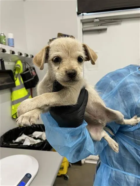 Adoptable Dog