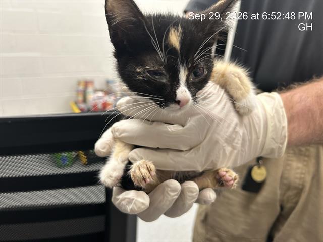 Adoptable Cat