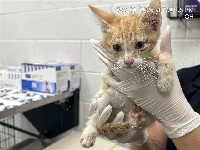 Adoptable Cat