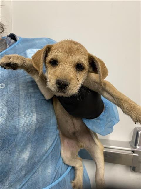 Adoptable Dog