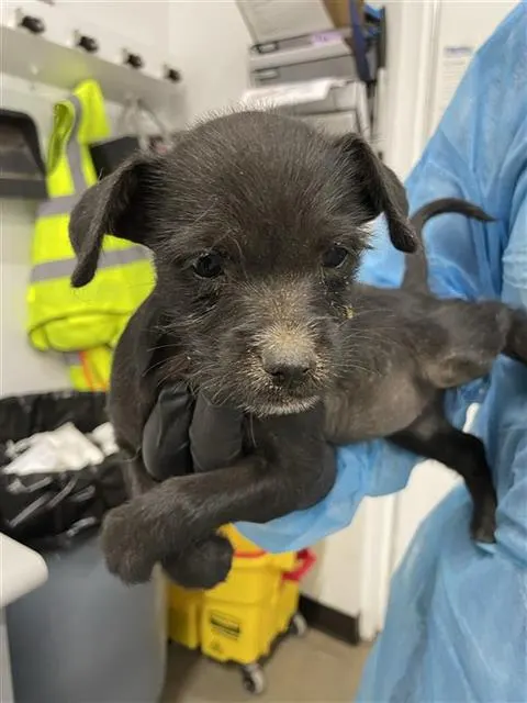 Adoptable Dog