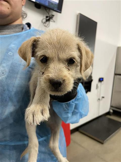 Adoptable Dog