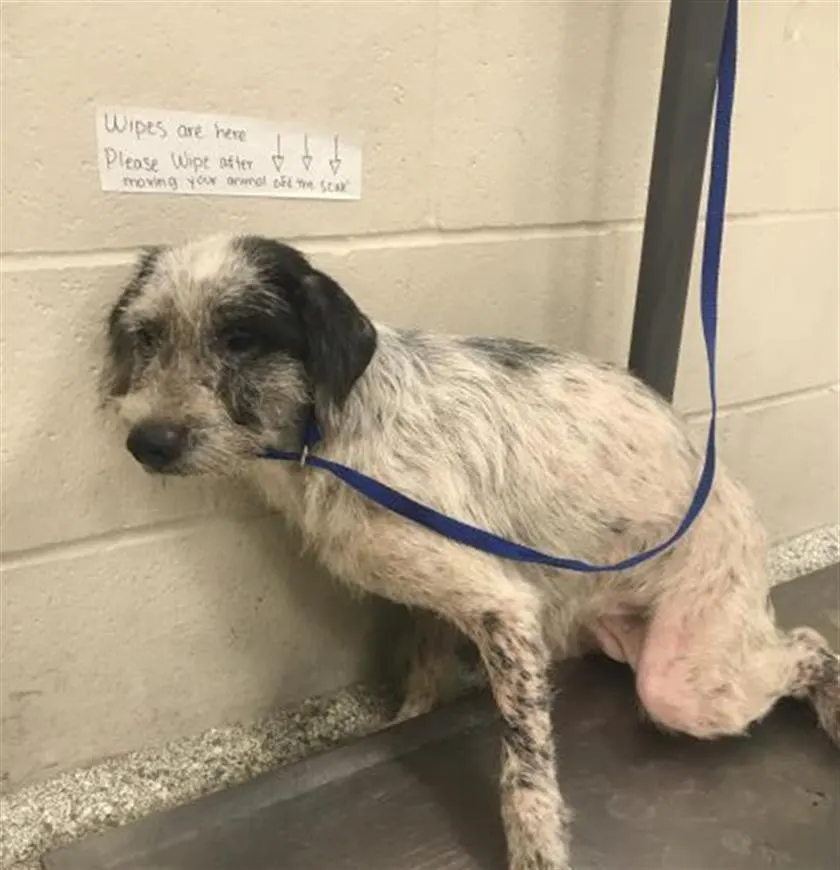 Adoptable Dog