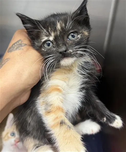 Adoptable Cat