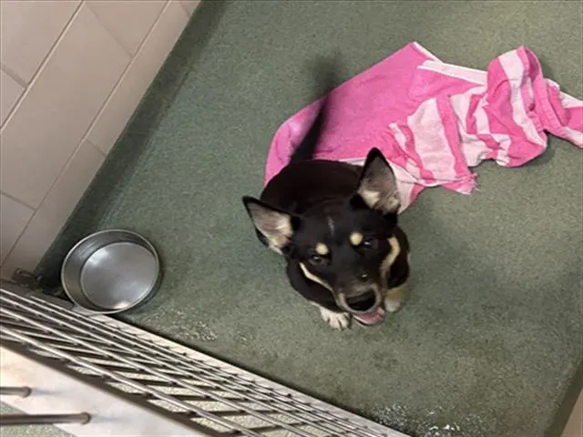 Adoptable Dog