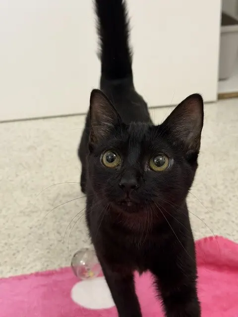 Ember
