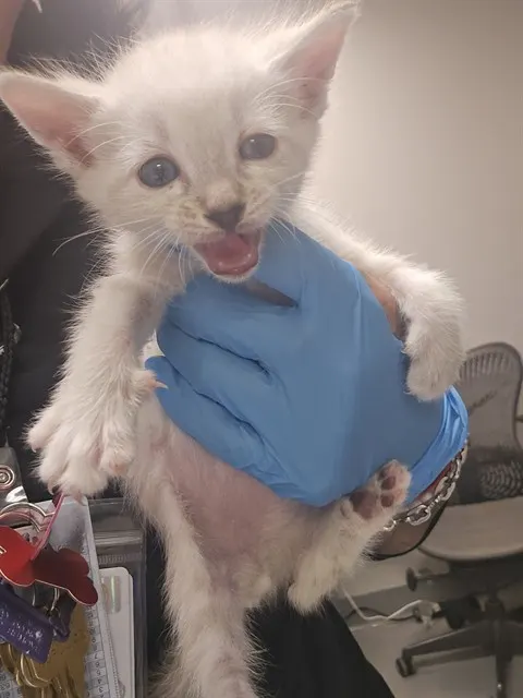 Adoptable Cat