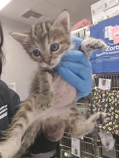 Adoptable Cat