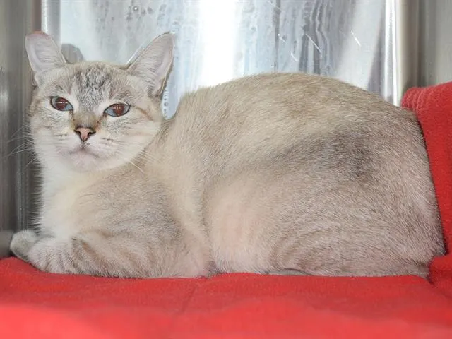 *Desi (Garden Cat