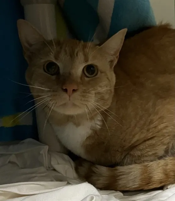 Purrcy