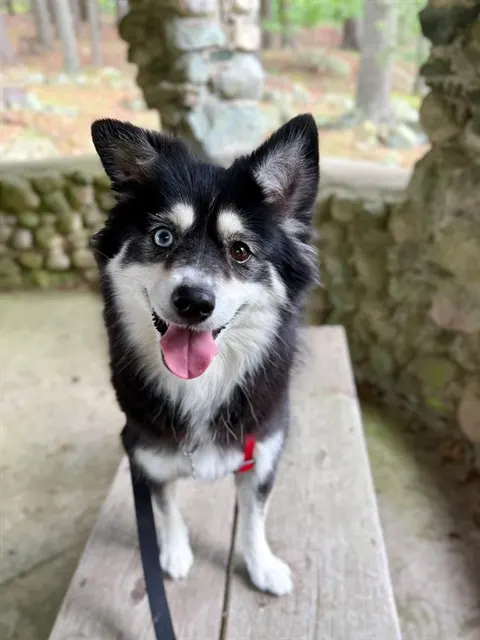 Rori