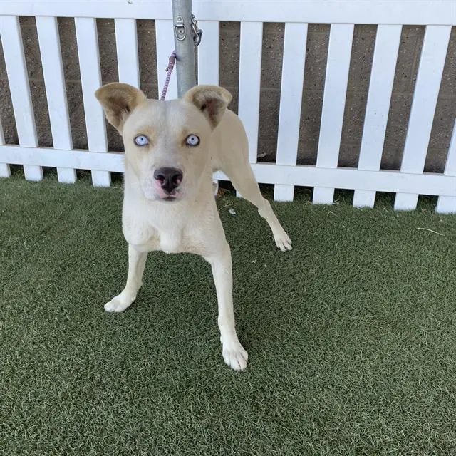 Adoptable Dog