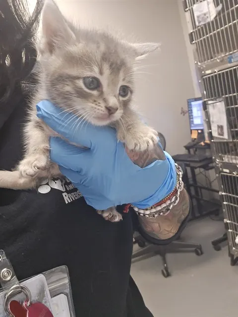 Adoptable Cat
