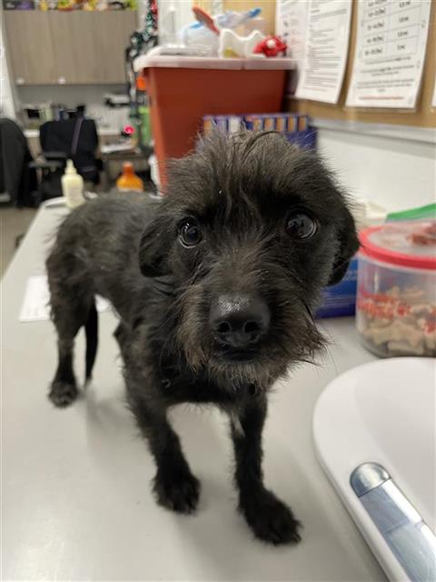 Adoptable Dog