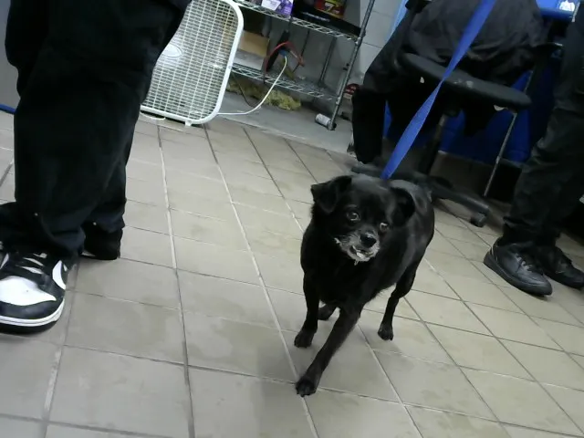 Blackie