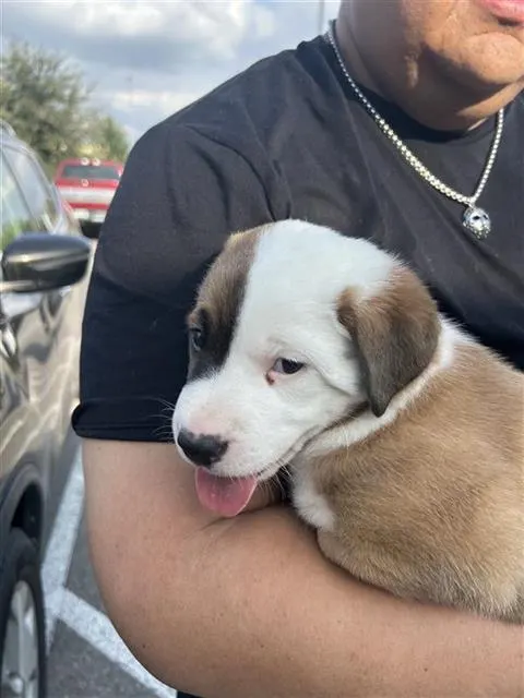 Bo