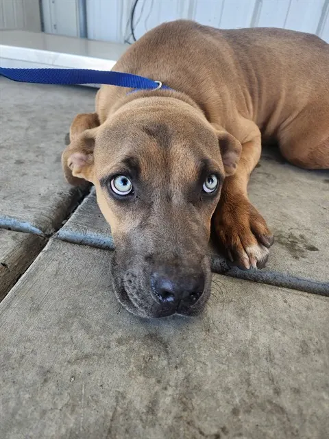 *Indigo