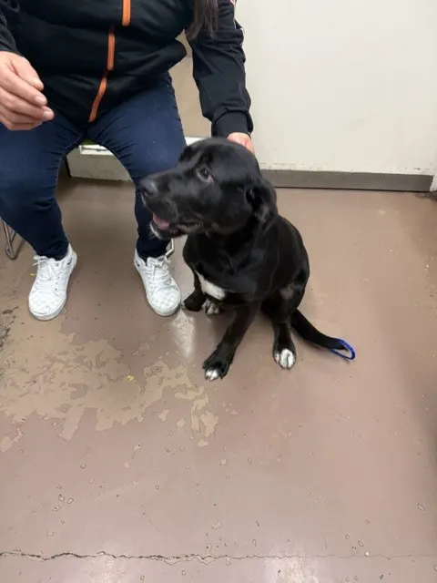 Adoptable Dog
