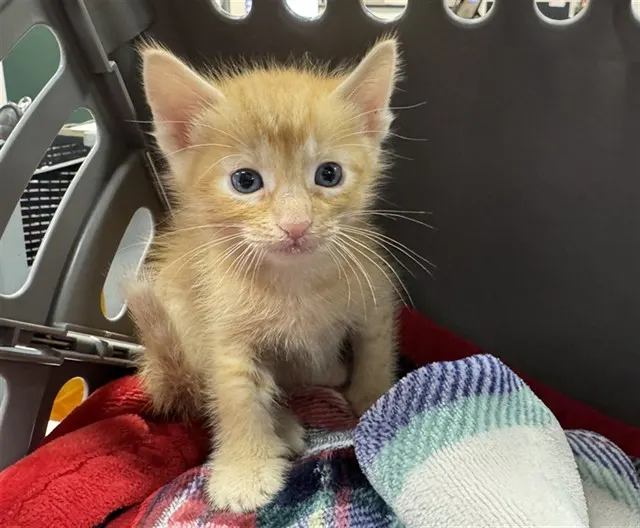 Adoptable Cat