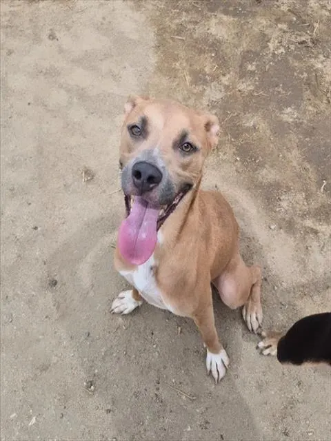 Rico