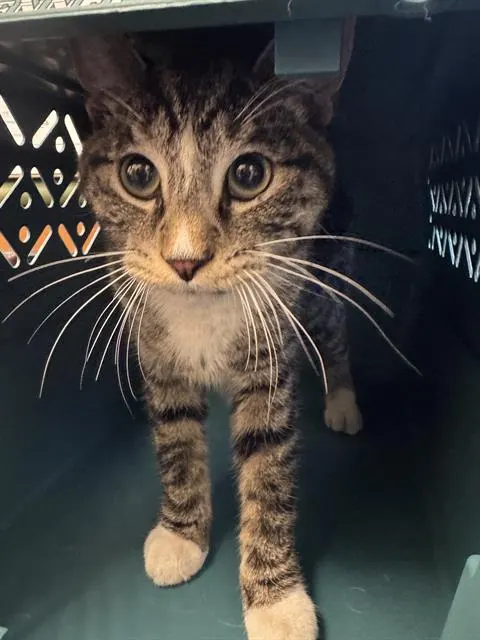 Missing Purrson