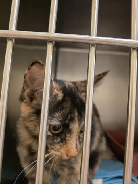 Adoptable Cat