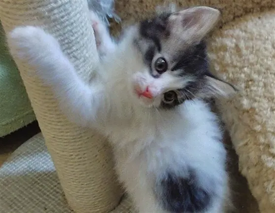 Moonpie