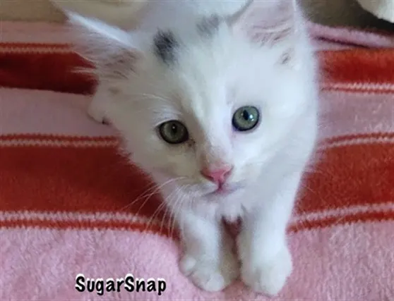 Sugarsnap