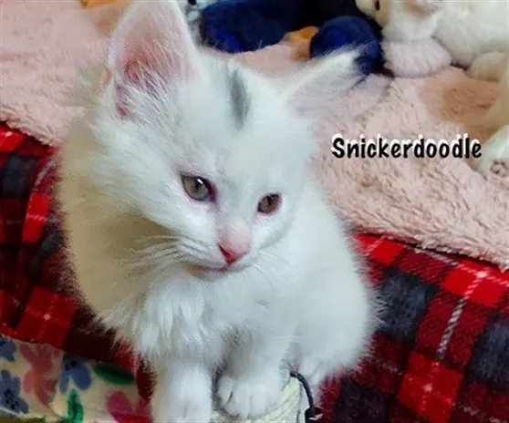 Snickerdoodle