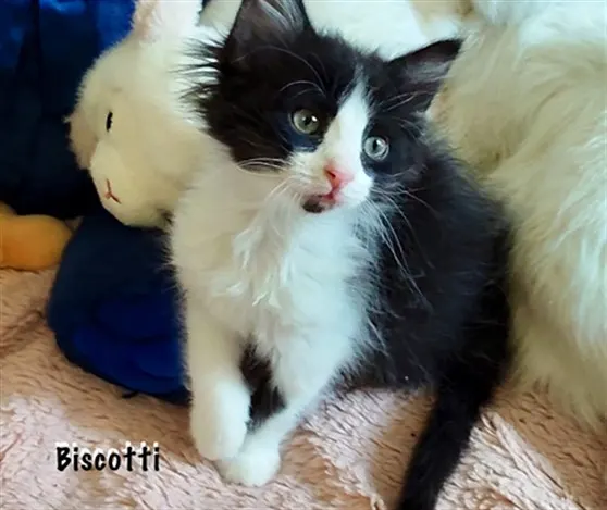 Biscotti