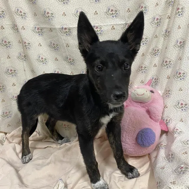 Adoptable Dog