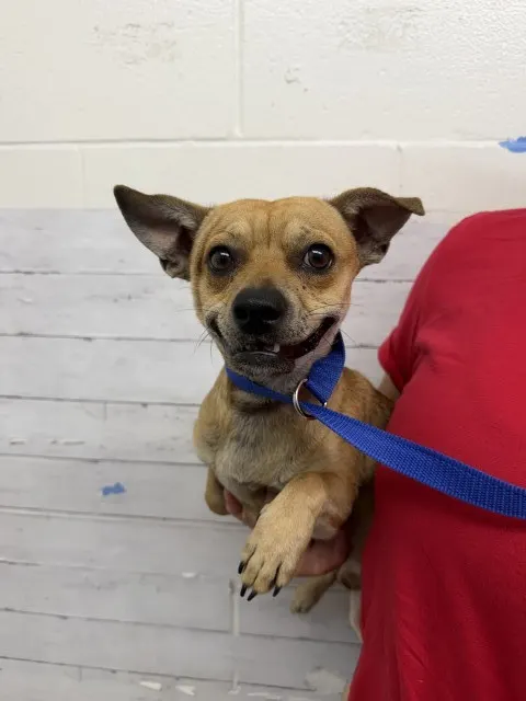 Luis