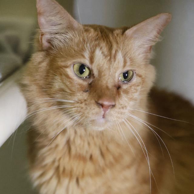 Miss Garfield