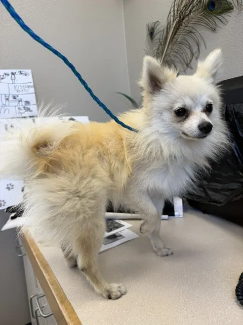 Adoptable Dog