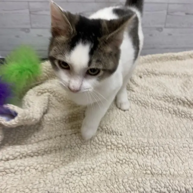 Adoptable Cat