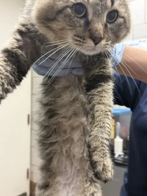 Adoptable Cat