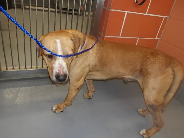 Adoptable Dog