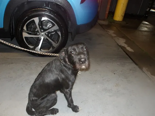 Adoptable Dog