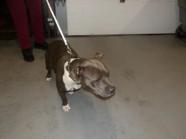 Adoptable Dog