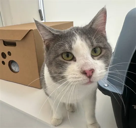 Adoptable Cat