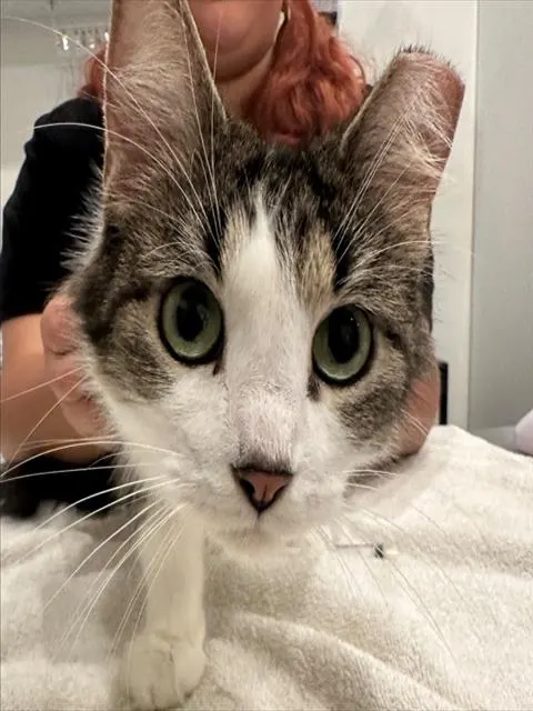 Adoptable Cat