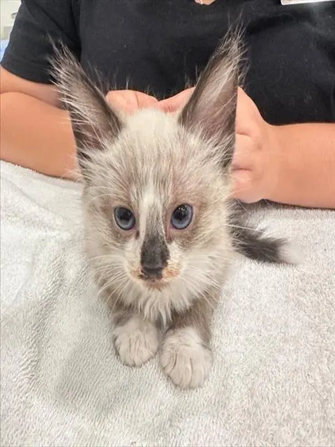 Adoptable Cat