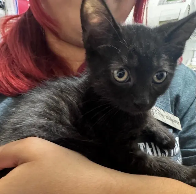 Adoptable Cat