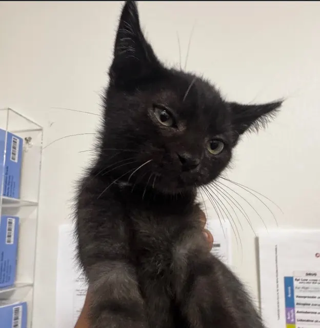 Adoptable Cat