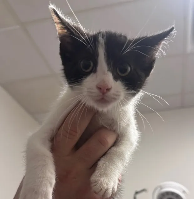 Adoptable Cat
