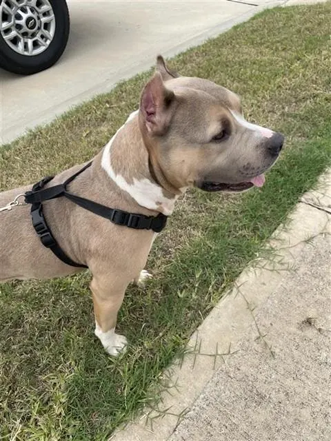 Adoptable Dog