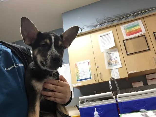 Adoptable Dog