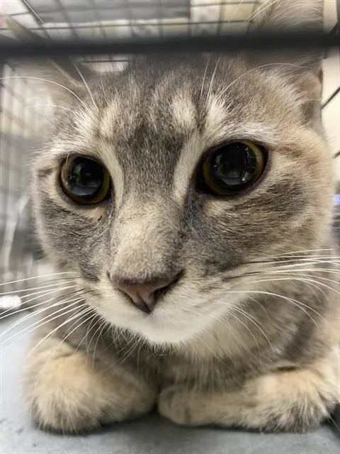 Ella