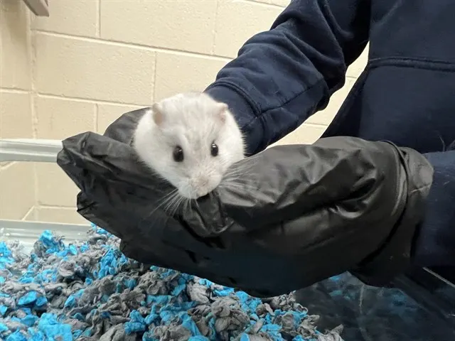 Snowy