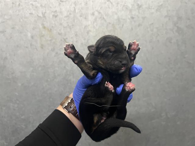 Adoptable Dog